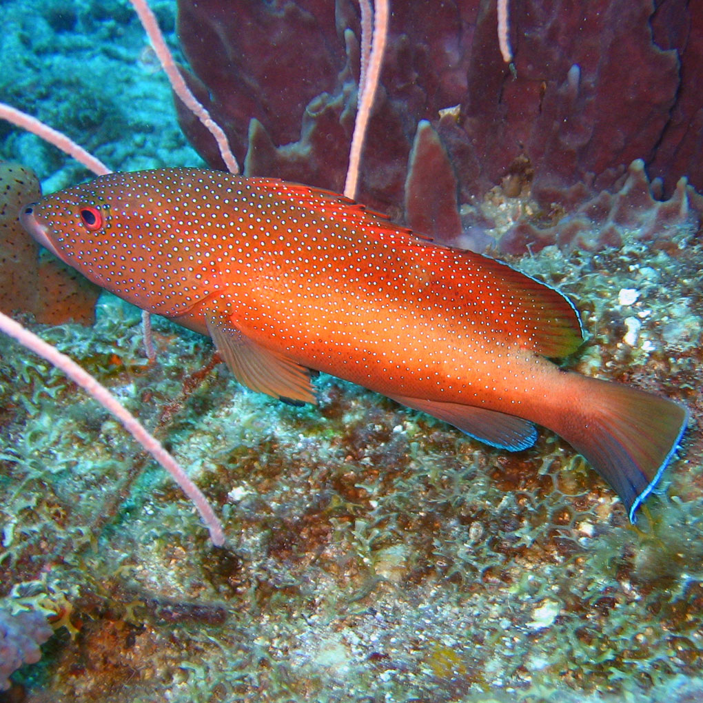 Mérous Tanche