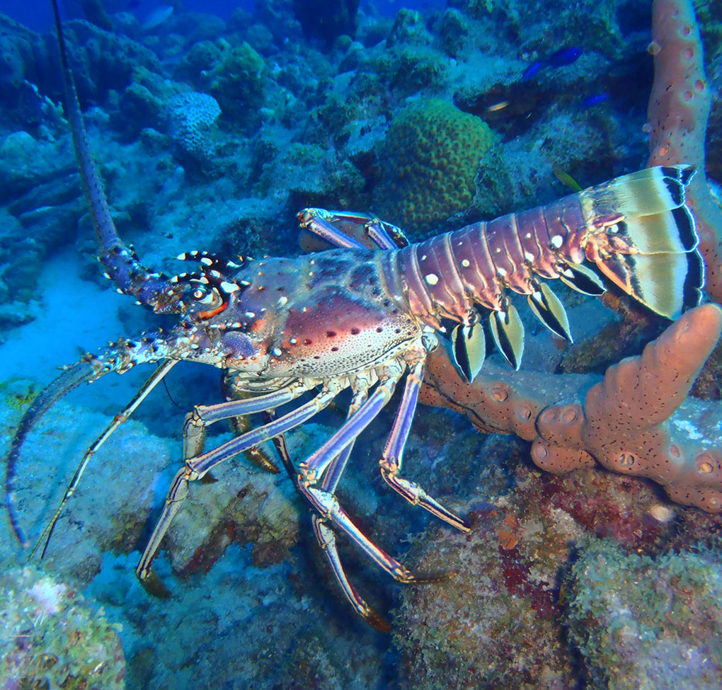 Langoustes